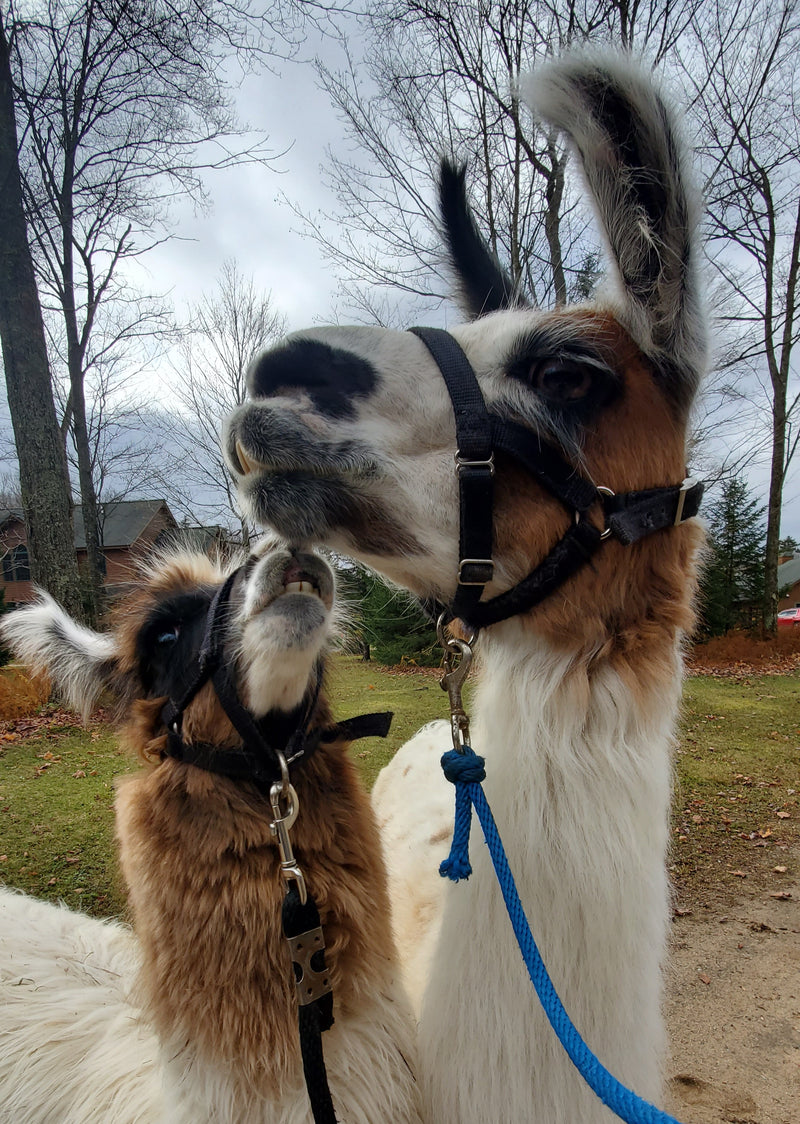 Moose River Farm