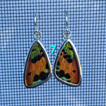 Butterfly Earrings - SM